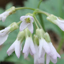 cutleaf toothwort