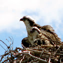 Osprey
