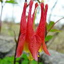 Canada Columbine