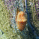 Flamingo Tongue Snail
