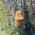 Flamingo Tongue Snail