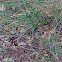 Coral Snake