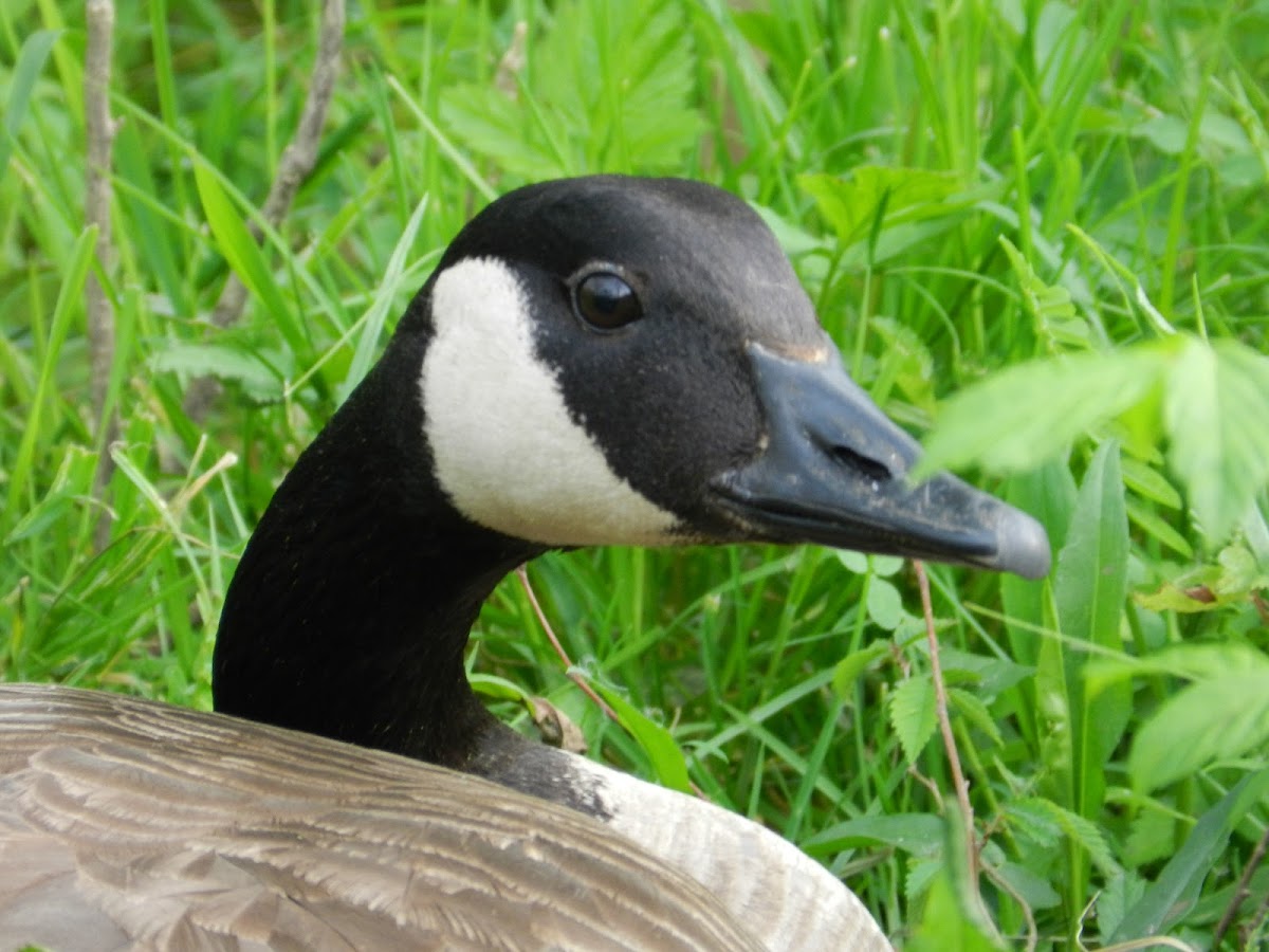 Canada Goose