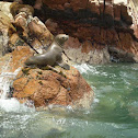 South American Sea Lion (female)