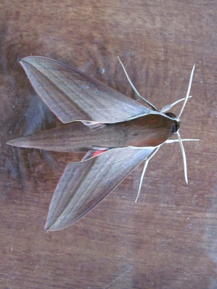 Spotting Image 1