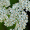 Yarrow