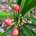 Bush lily berries