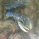 Lumbrigante (gl), Bogavante (es), European lobster (uk)