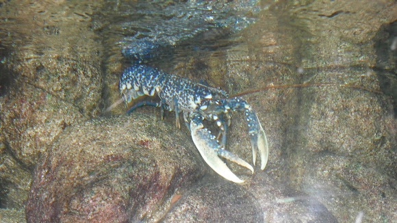 Spotting Image 1