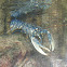 Lumbrigante (gl), Bogavante (es), European lobster (uk)