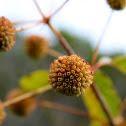 Buttonbush