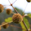 Buttonbush