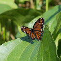 Viceroy