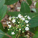 Laurustinus