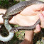 Grass snake