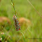 Heliotrope Moth