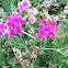 Sweet pea