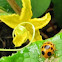 Ladybird Squash eating bug