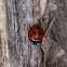 7 spotted Ladybird