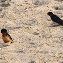 Barn Swallow