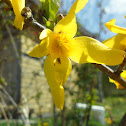 Forsythia suspensa