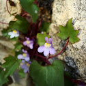 Ivy-leaved Toadflax / Klobučić