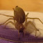 Some spider