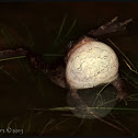 Eastern Spadefoot