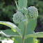 Milkweed