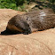 North American River Otter
