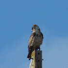 Short-toed eagle