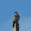 Short-toed eagle