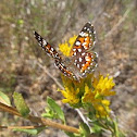 Behr's Metalmark