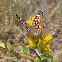 Behr's Metalmark