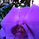 Orquidea