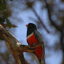 Elegant Trogon