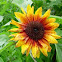 Gallardía. Blanket flower