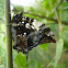 Jazzy Leafwing
