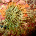 Anemone