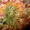 Anemone