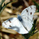 Checkered White Butterfly