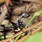 Golden Ant