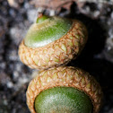 Acorn (oak)