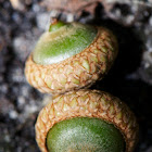 Acorn (oak)