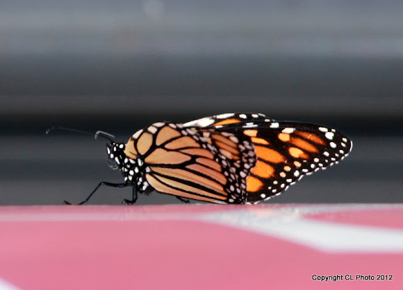 Spotting Image 1