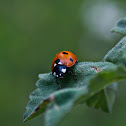 Seven-spot ladybird