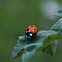 Seven-spot ladybird