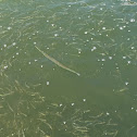 Atlantic needlefish