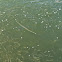 Atlantic needlefish