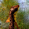 Anolis